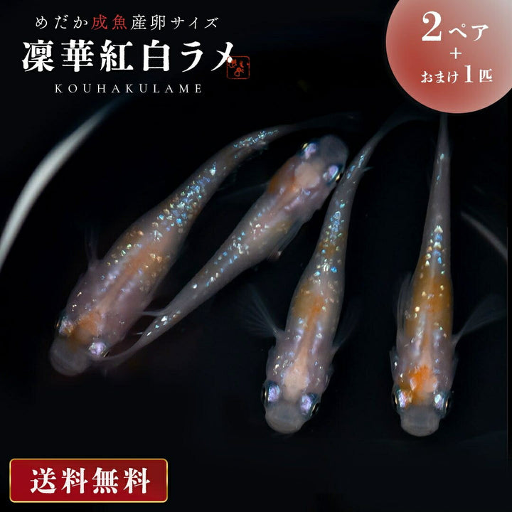 メダカ | 凛華紅白ラメメダカ 2ペア成魚セット +保証付き
