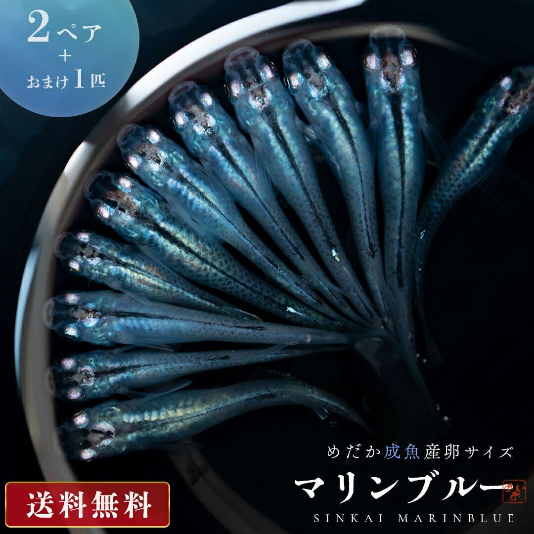 メダカ | マリンブルーメダカ 成魚ペアセット + 保証付き