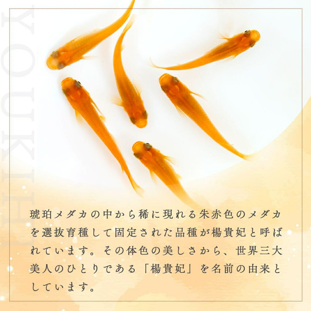 メダカ | 楊貴妃メダカ卵10個セット+おまけ付き - アクアリウム用品