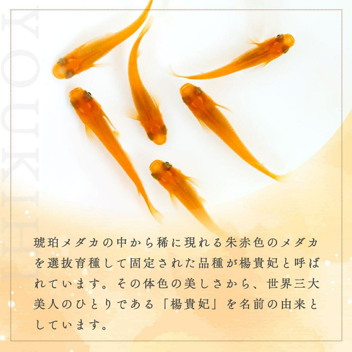 メダカ | 楊貴妃メダカ成魚ペア4+2保証 - アクアリウム用厳選種