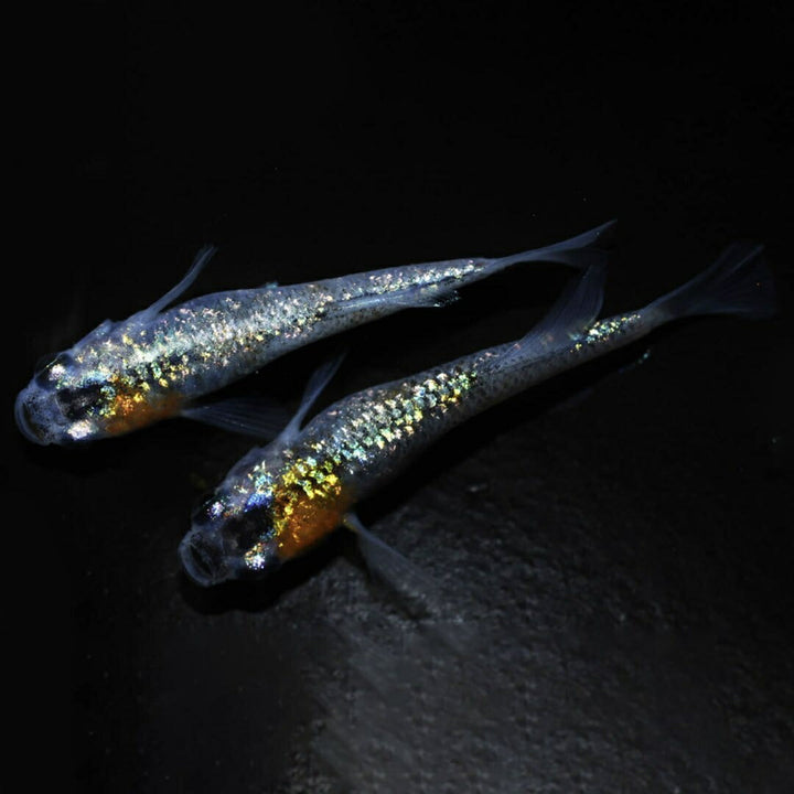 メダカ | メダカ稚魚セット 10+5個 アクアリウム用