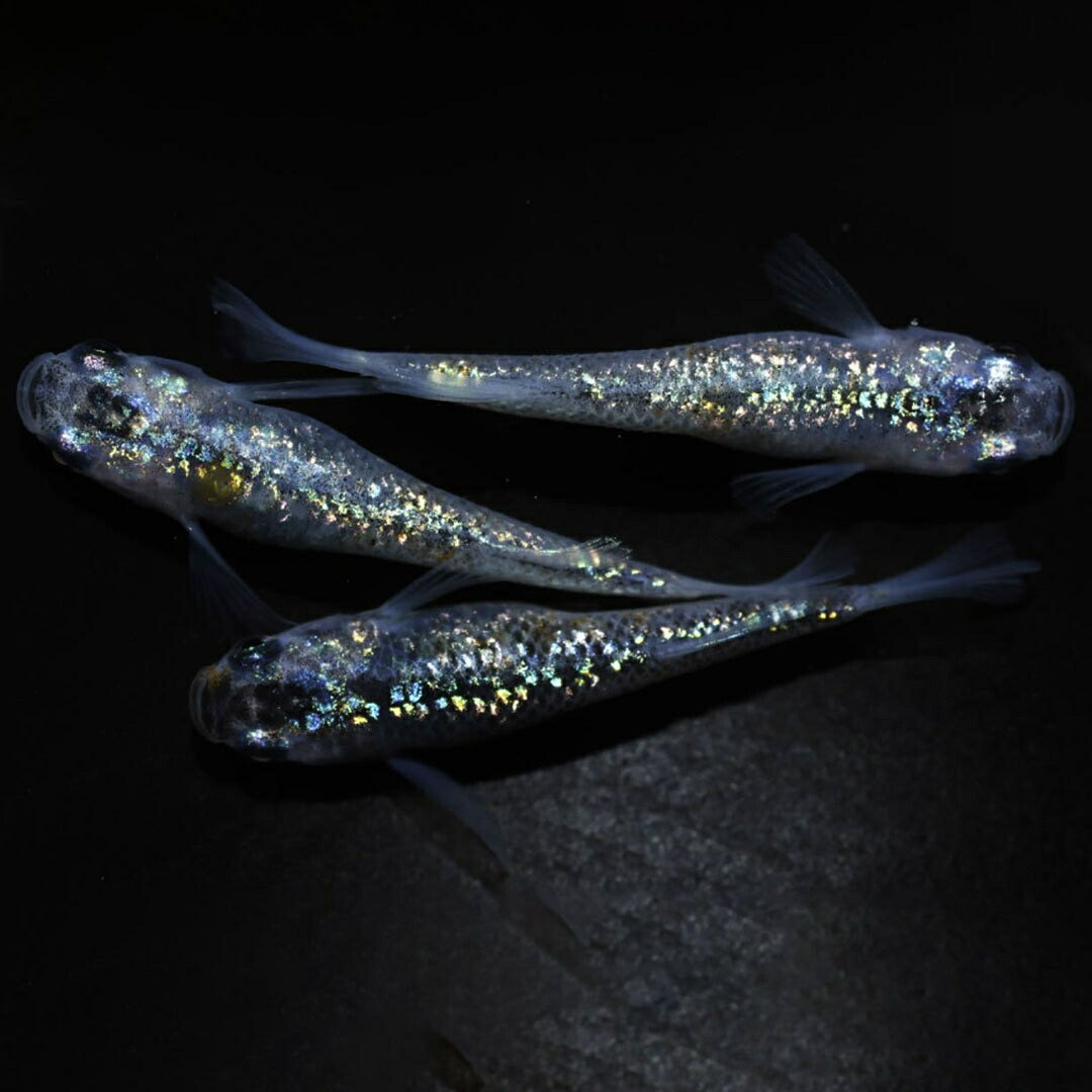 メダカ | メダカ稚魚セット 10+5個 アクアリウム用