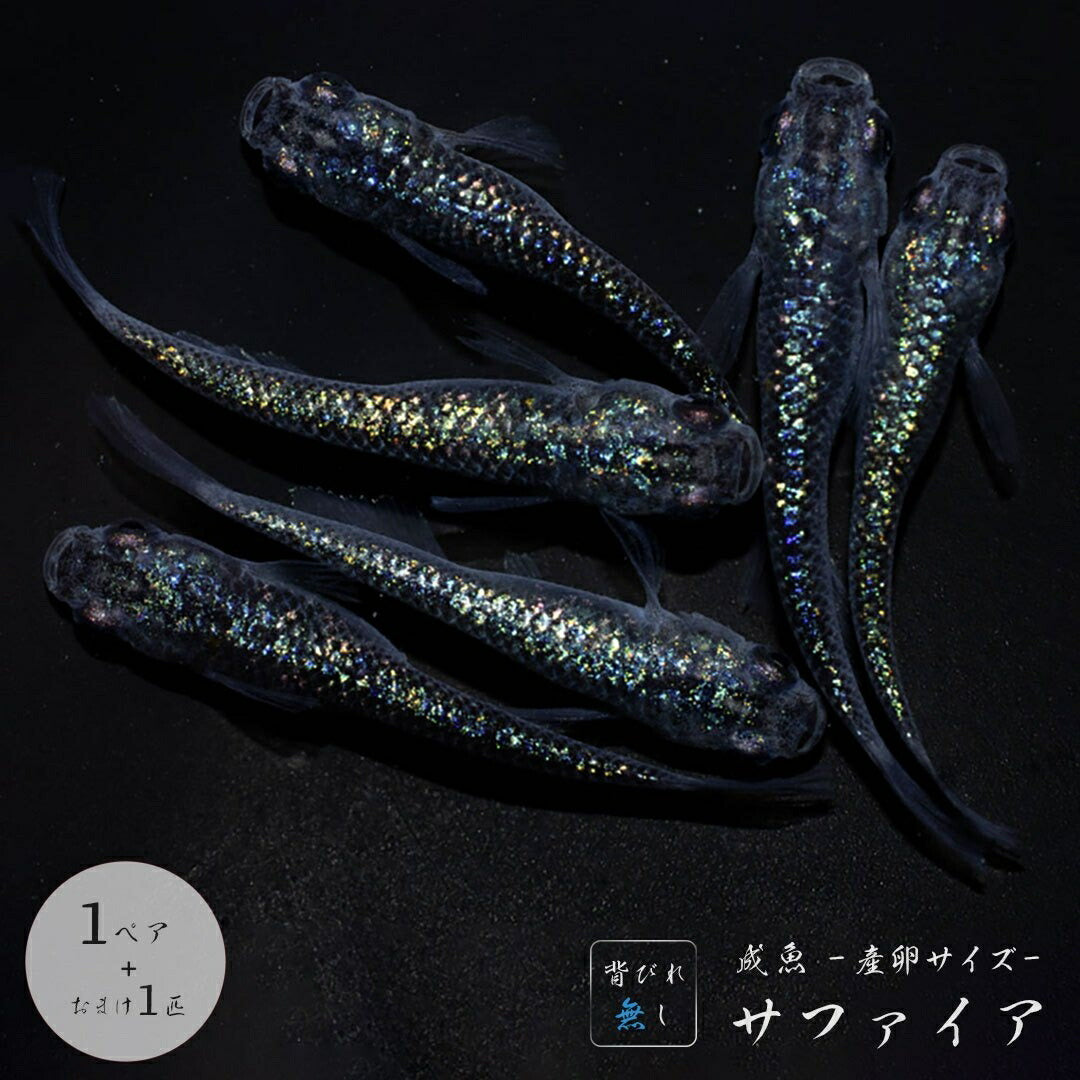 メダカ | サファイアメダカ成魚ペア【背びれなし】+保証付き