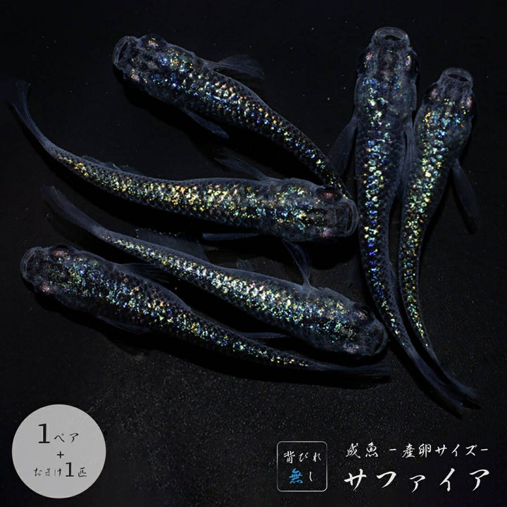 メダカ | サファイアメダカ成魚ペア【背びれなし】+保証付き