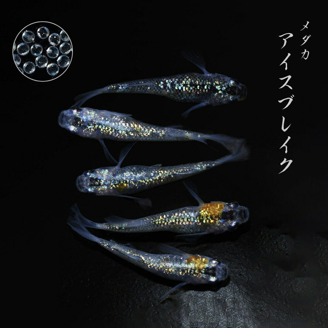 メダカ | メダカ稚魚セット 10+5個 アクアリウム用