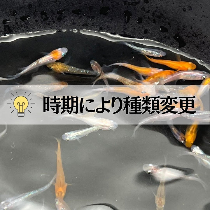 メダカ | メダカ ランダムMIX 60匹セット - 観察・飼育用