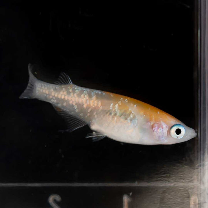 メダカ | 凛華紅白ラメメダカ 成魚ペア+保証付き - アクアリウム用品