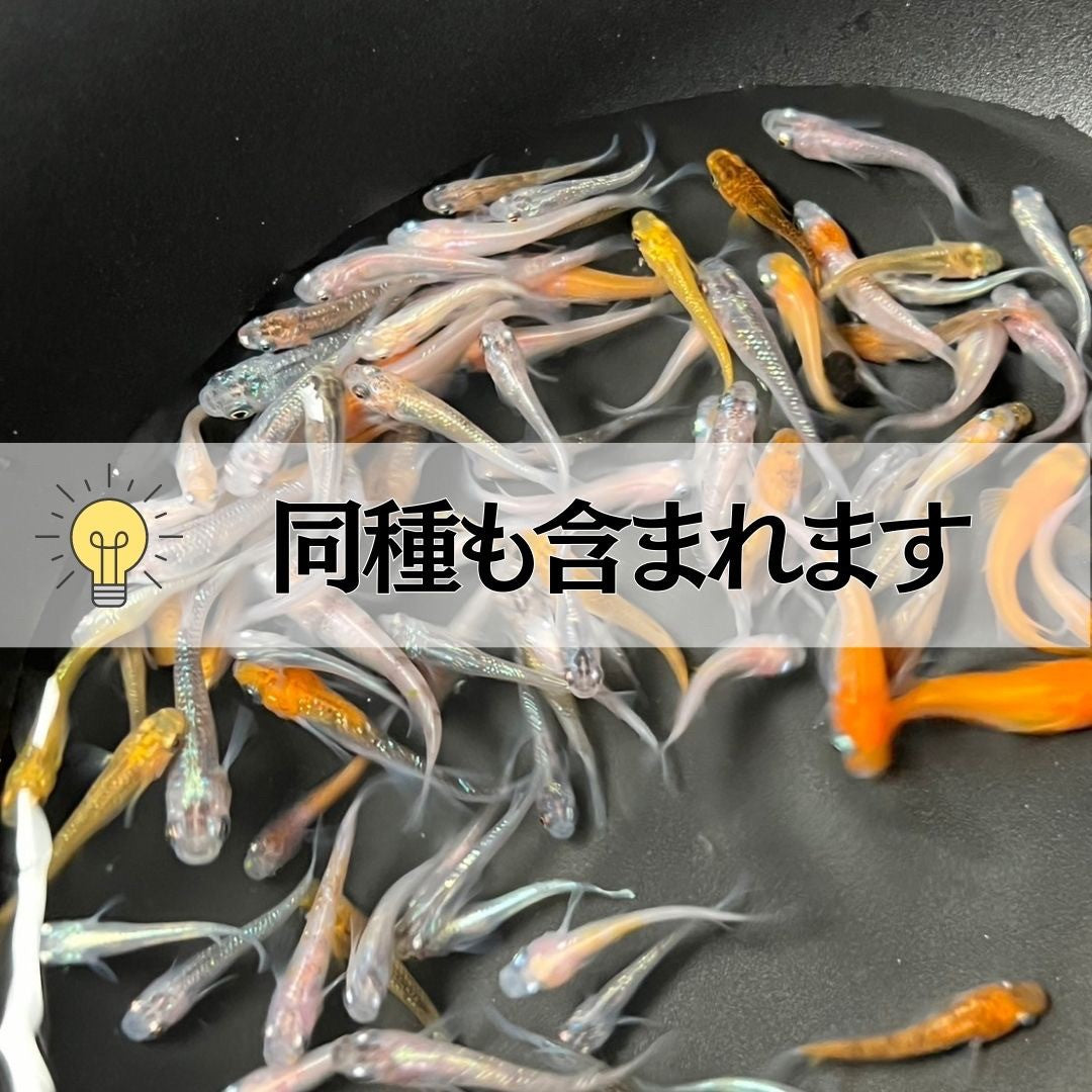 メダカ | メダカ ランダムMIX 100匹+20匹保証 アクアリウム用
