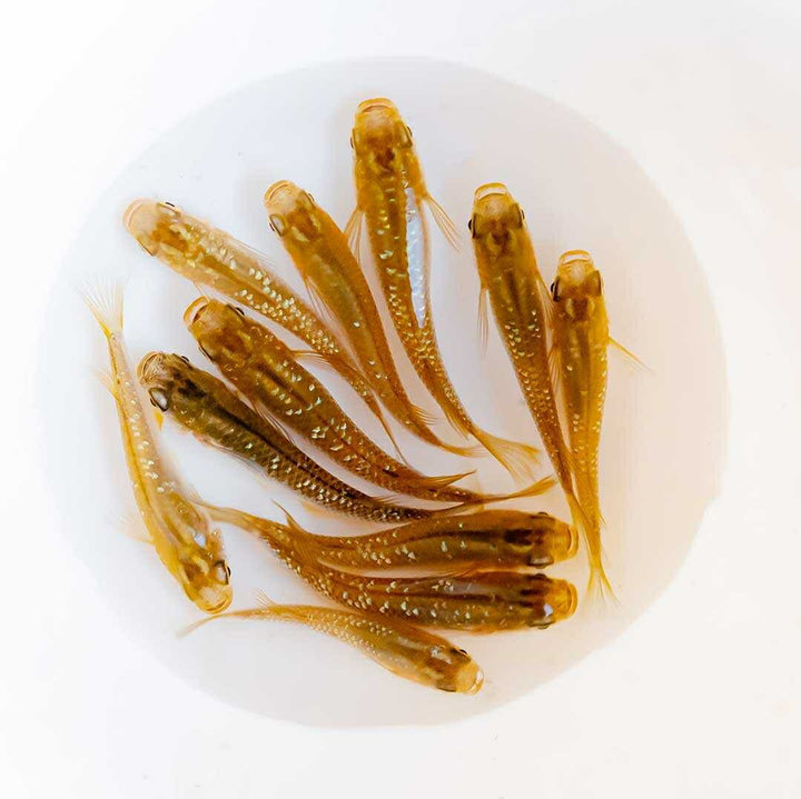 メダカ | 琥珀ラメメダカ成魚4ペアセット - 産卵サイズ・観察・繁殖用