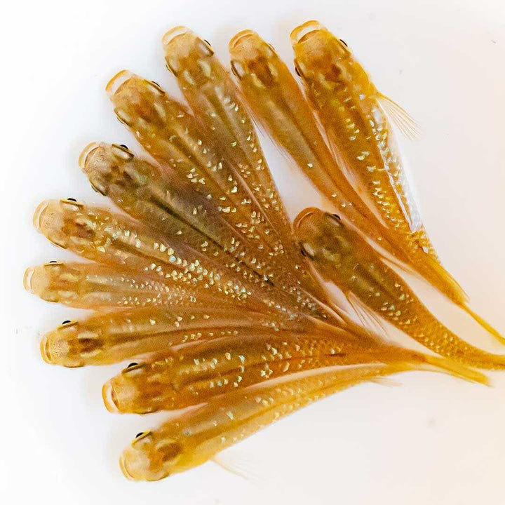 メダカ | 琥珀ラメメダカ成魚4ペアセット - 産卵サイズ・観察・繁殖用