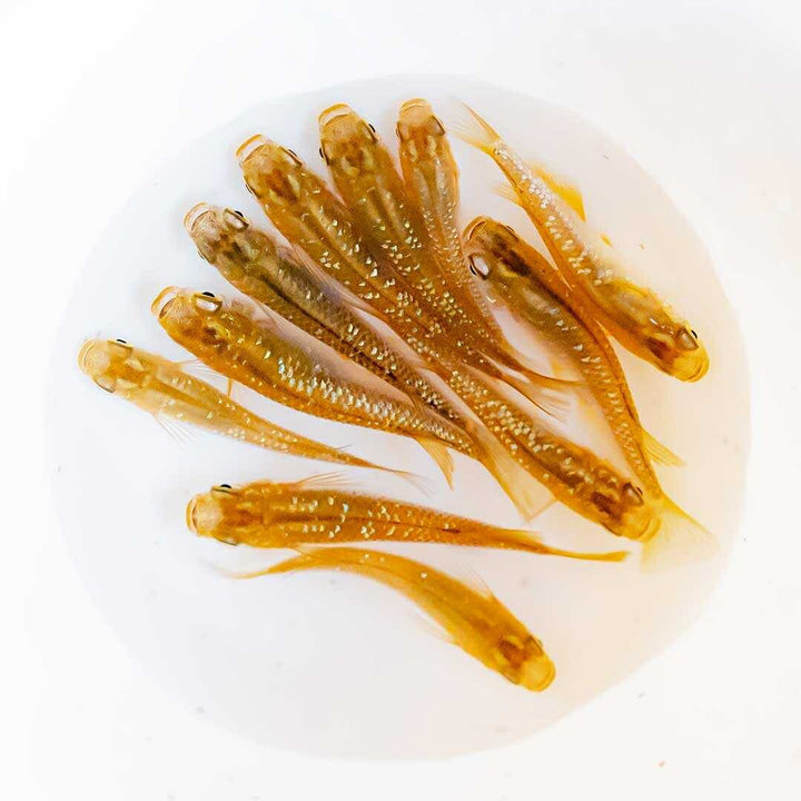 メダカ | 琥珀ラメメダカ成魚4ペアセット - 産卵サイズ・観察・繁殖用
