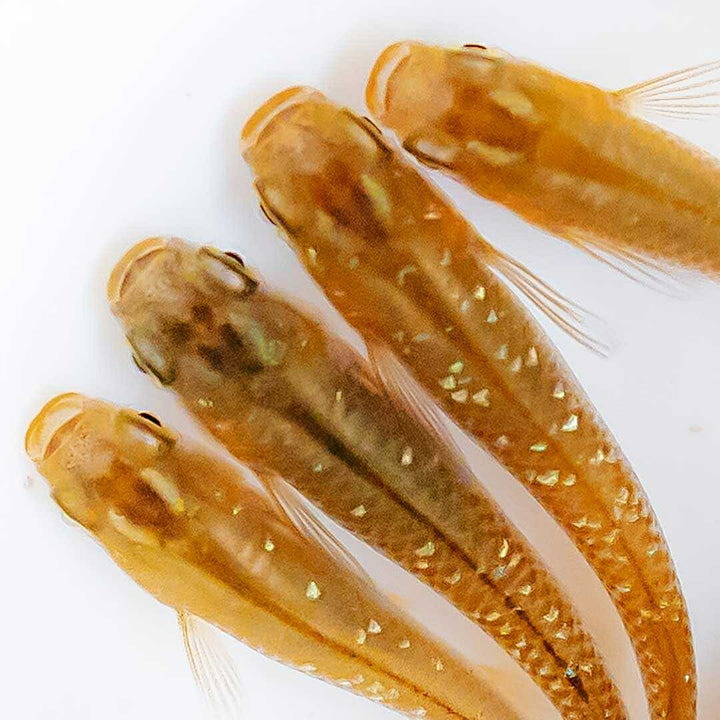 メダカ | 琥珀ラメメダカ成魚4ペアセット - 産卵サイズ・観察・繁殖用