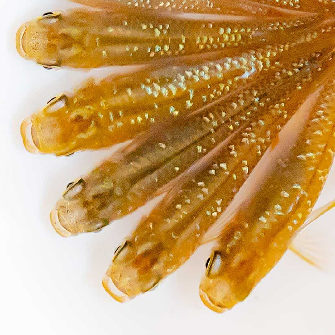 メダカ | 琥珀ラメメダカ成魚4ペアセット - 産卵サイズ・観察・繁殖用