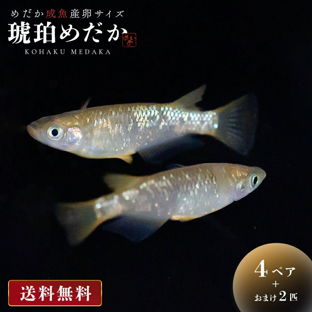 メダカ | 琥珀ラメメダカ成魚4ペアセット - 産卵サイズ・観察・繁殖用