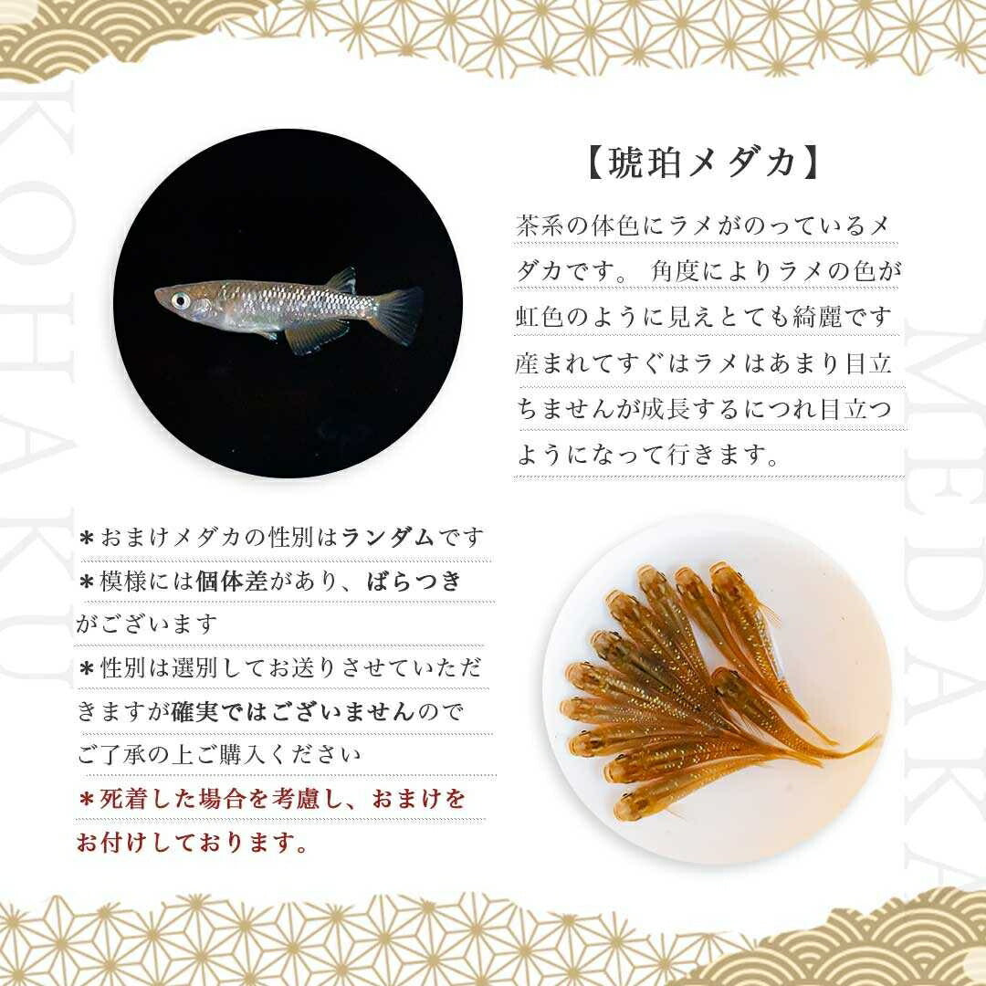 メダカ | 琥珀ラメメダカ成魚4ペアセット - 産卵サイズ・観察・繁殖用
