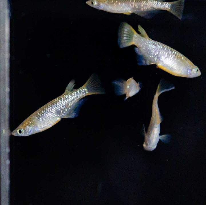 メダカ | 琥珀ラメメダカ成魚4ペアセット - 産卵サイズ・観察・繁殖用