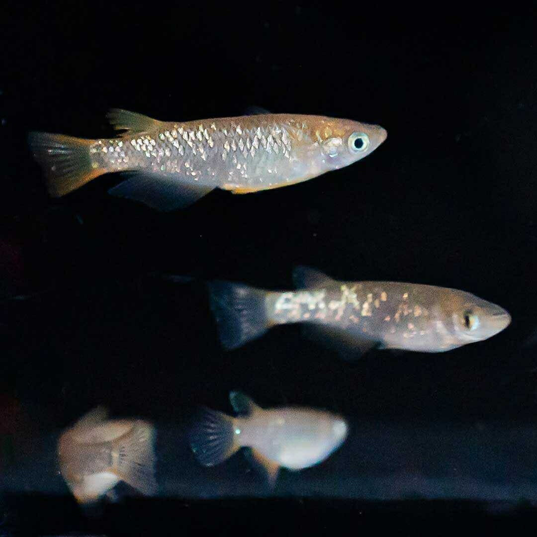 メダカ | 琥珀ラメメダカ成魚4ペアセット - 産卵サイズ・観察・繁殖用