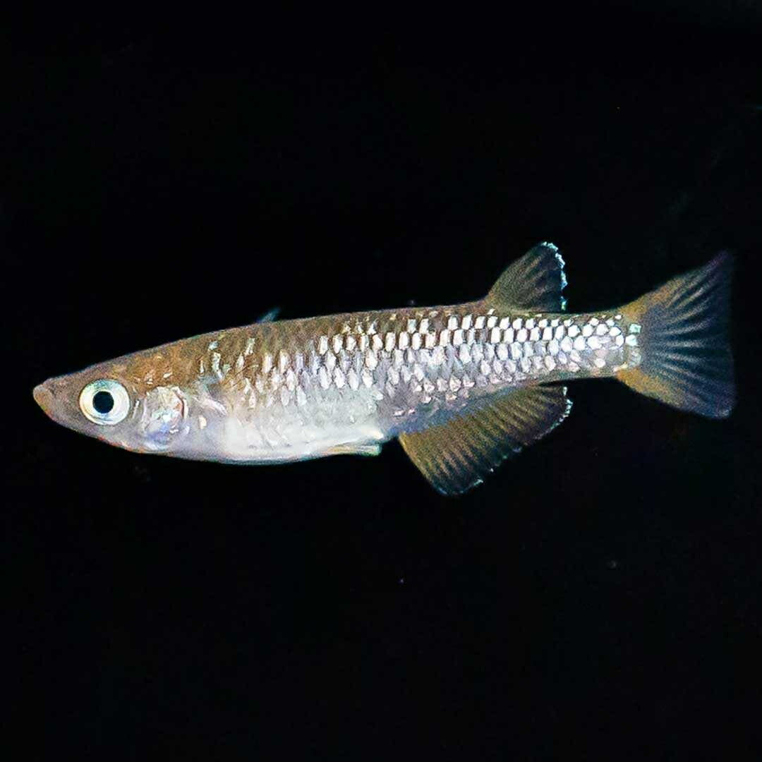 メダカ | 琥珀ラメメダカ成魚4ペアセット - 産卵サイズ・観察・繁殖用