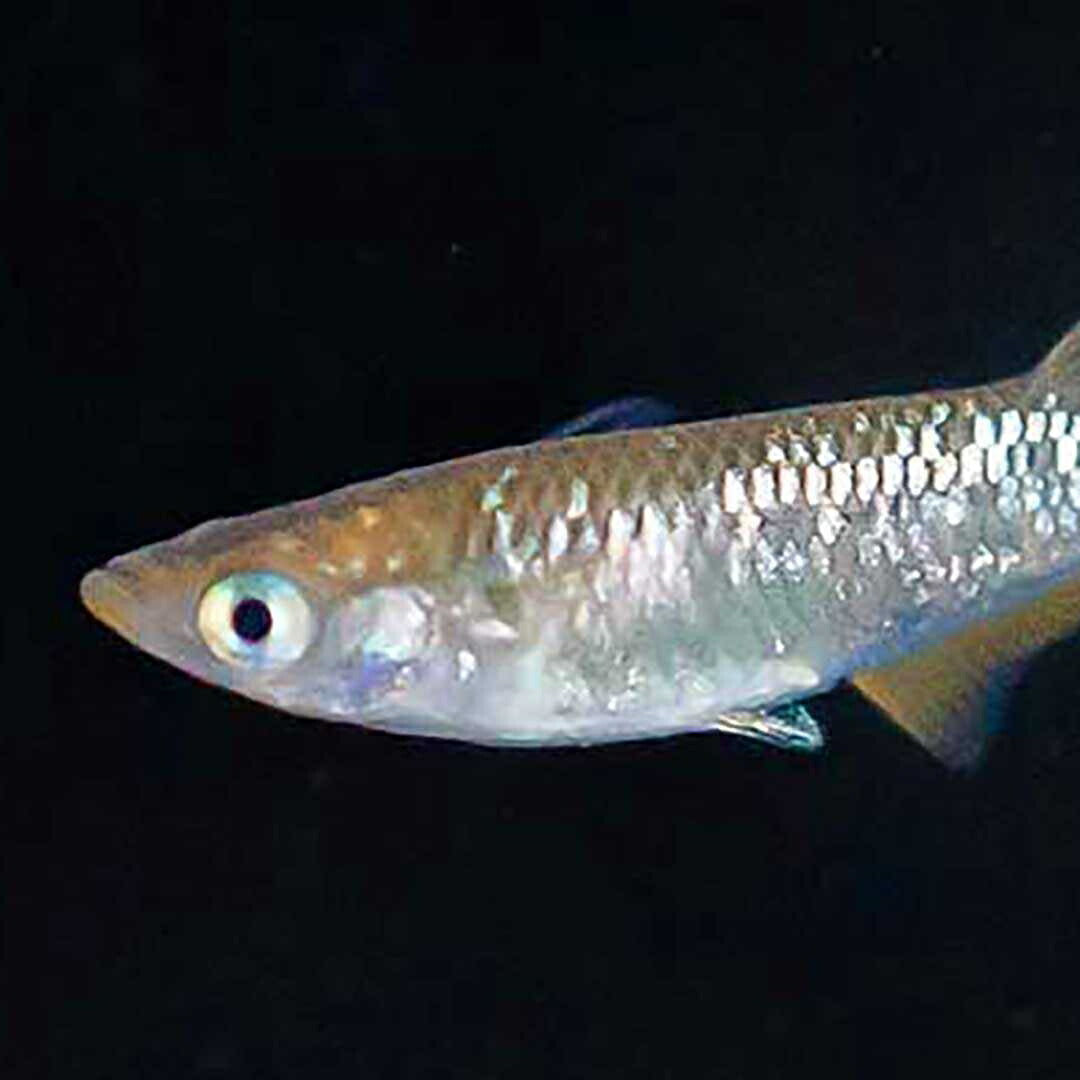 メダカ | 琥珀ラメメダカ成魚4ペアセット - 産卵サイズ・観察・繁殖用
