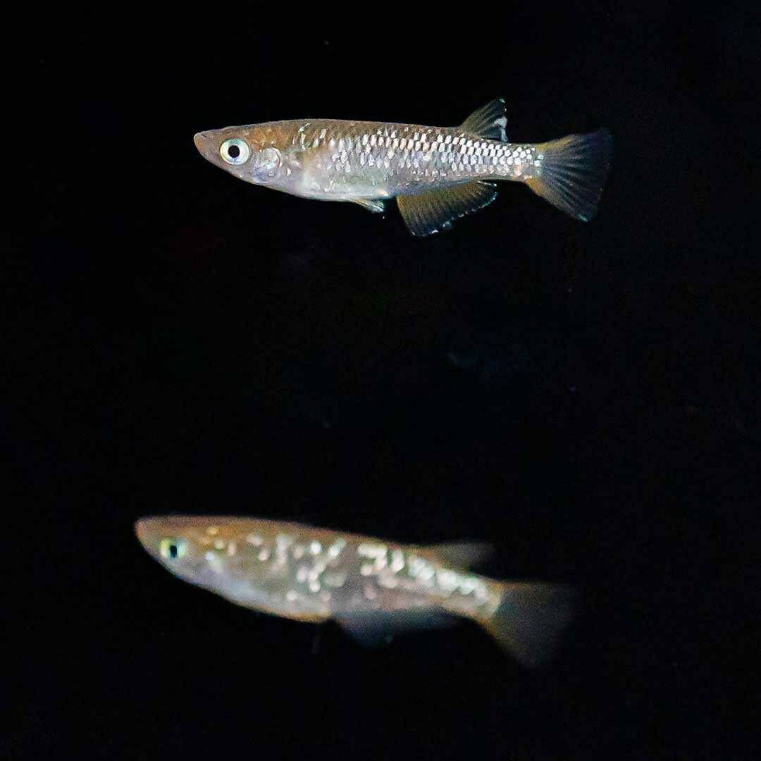 メダカ | 琥珀ラメメダカ成魚4ペアセット - 産卵サイズ・観察・繁殖用