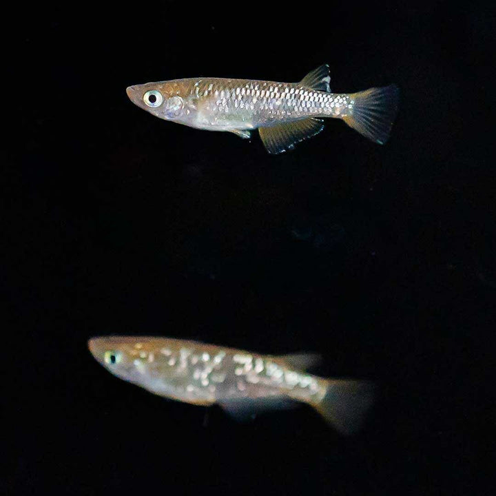 メダカ | 琥珀ラメメダカ成魚4ペアセット - 産卵サイズ・観察・繁殖用