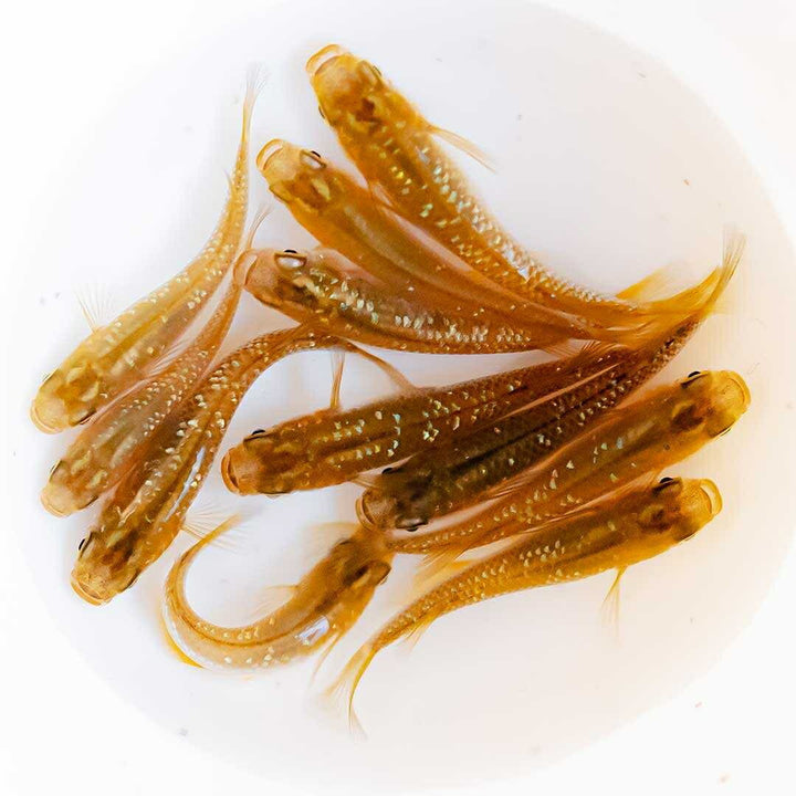 メダカ | 琥珀ラメメダカ成魚4ペアセット - 産卵サイズ・観察・繁殖用