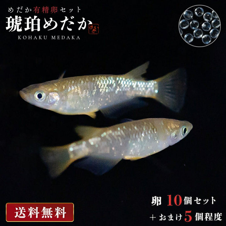 メダカ | 琥珀ラメメダカ稚魚セット10+5個 | 観察・繁殖用安心飼育キット
