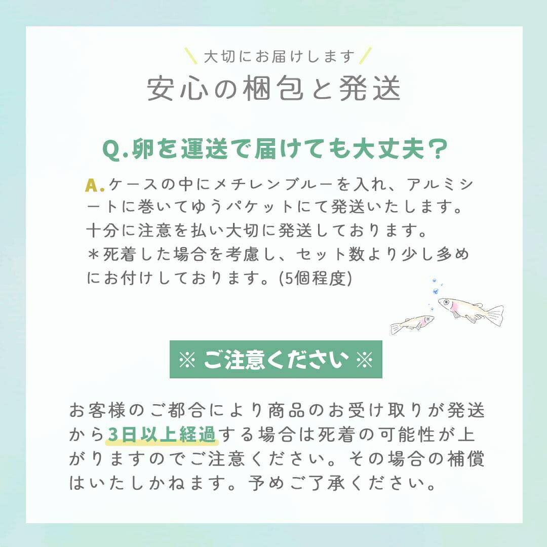 メダカ | 琥珀ラメメダカ稚魚セット10+5個 | 観察・繁殖用安心飼育キット