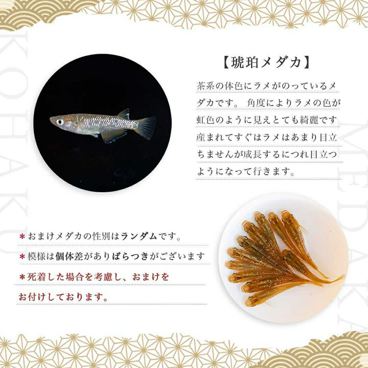 メダカ | 琥珀ラメメダカ稚魚セット10+5個 | 観察・繁殖用安心飼育キット