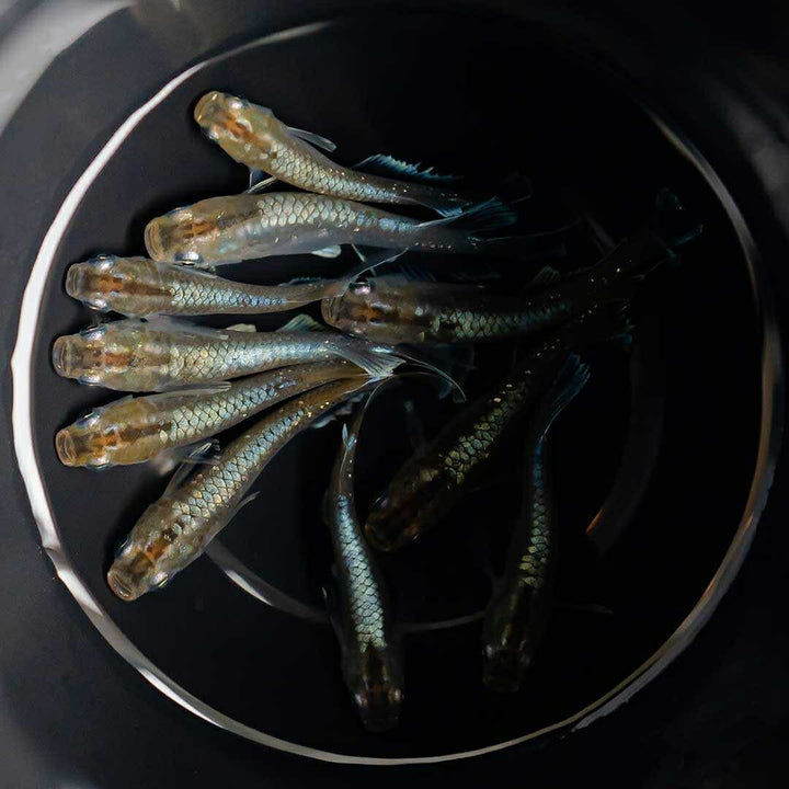 メダカ | レッドクリフメダカ成魚ペアセット - 産卵サイズ・安心保証付き