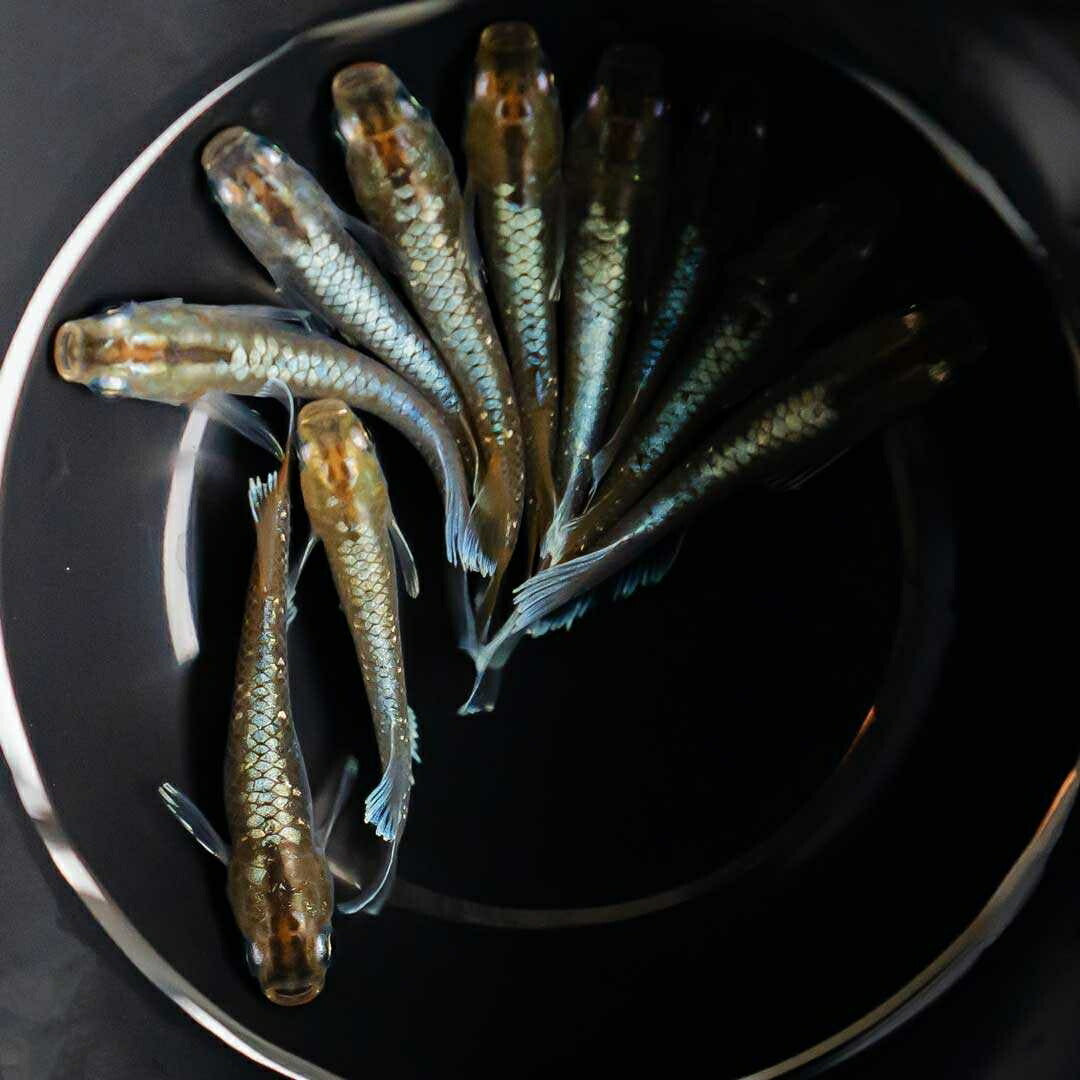 メダカ | レッドクリフ・ダークタイプメダカ稚魚10個セット+おまけ付き