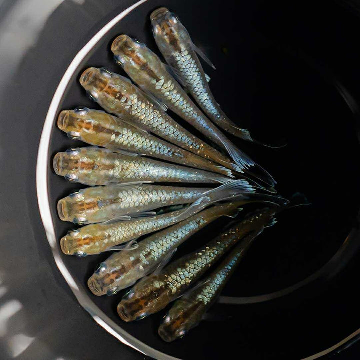 メダカ | レッドクリフ・ダークタイプメダカ稚魚10個セット+おまけ付き