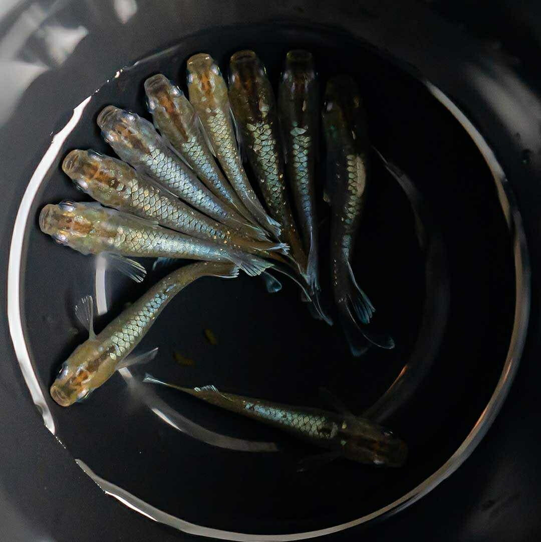 メダカ | レッドクリフメダカ成魚ペアセット - 産卵サイズ・安心保証付き