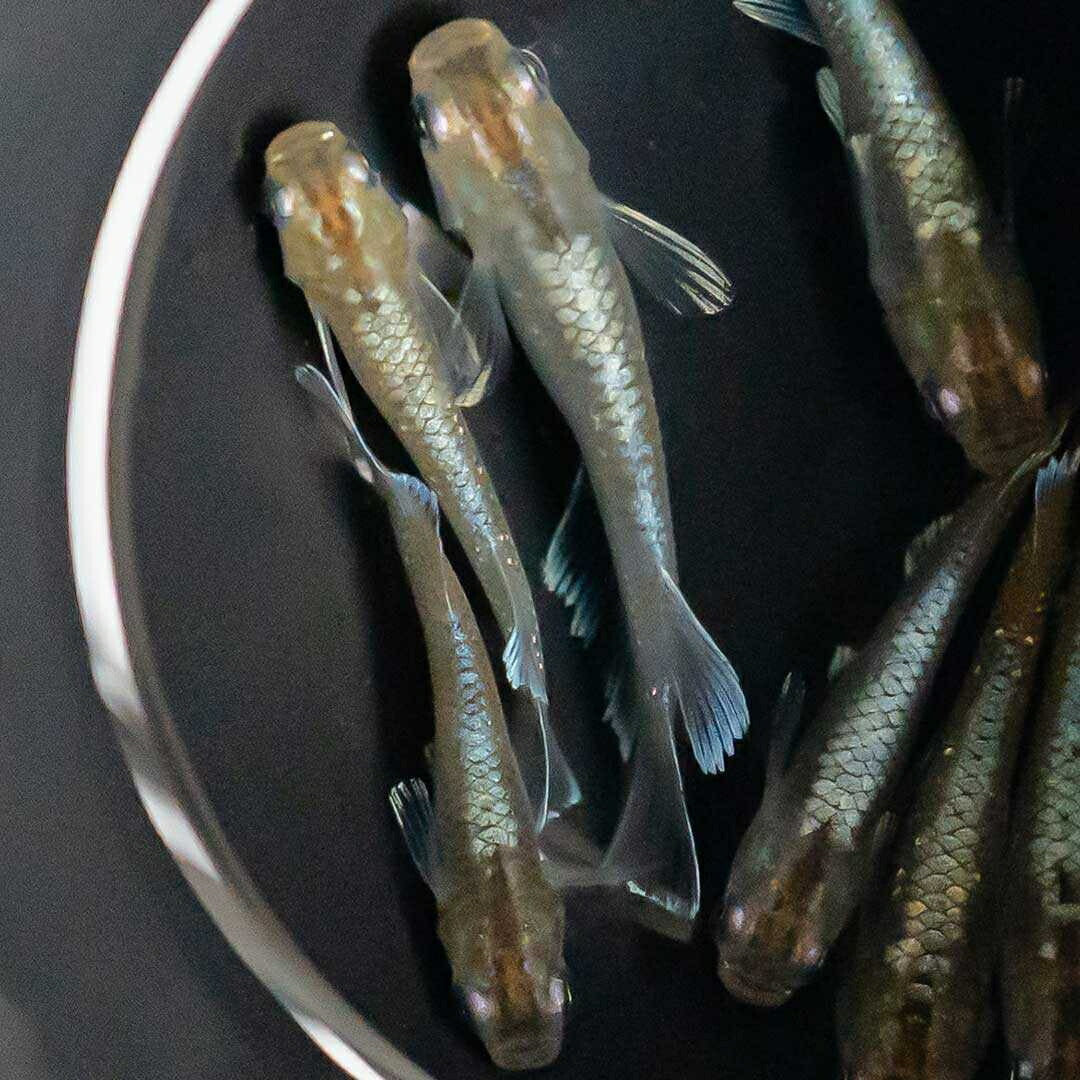 メダカ | レッドクリフメダカ成魚ペアセット - 産卵サイズ・安心保証付き