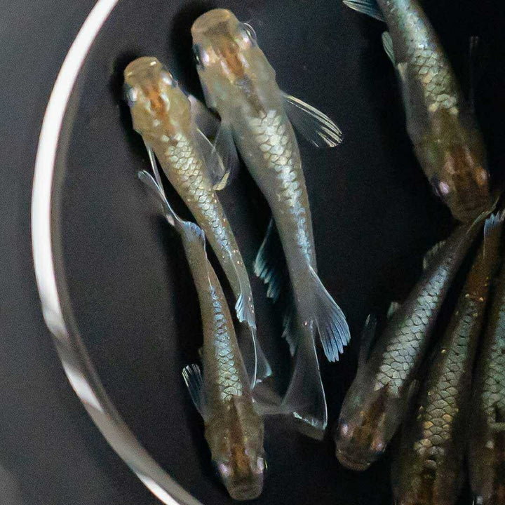 メダカ | レッドクリフメダカ成魚ペアセット - 産卵サイズ・安心保証付き