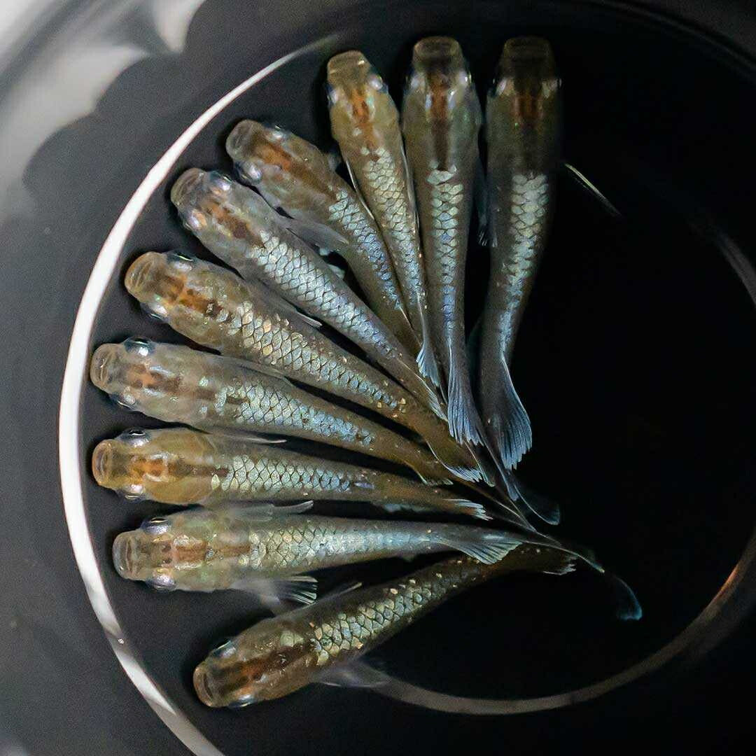 メダカ | レッドクリフ・ダークタイプメダカ稚魚10個セット+おまけ付き