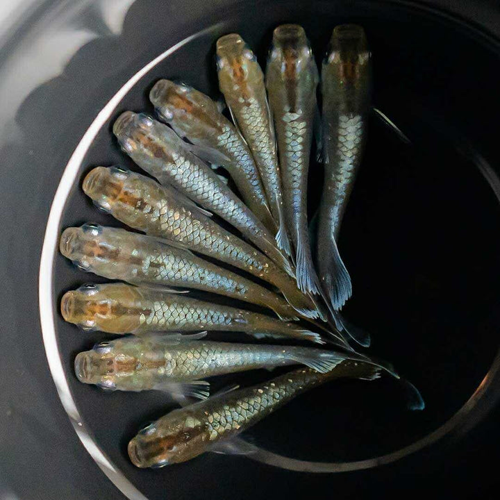 メダカ | レッドクリフ・ダークタイプメダカ稚魚10個セット+おまけ付き
