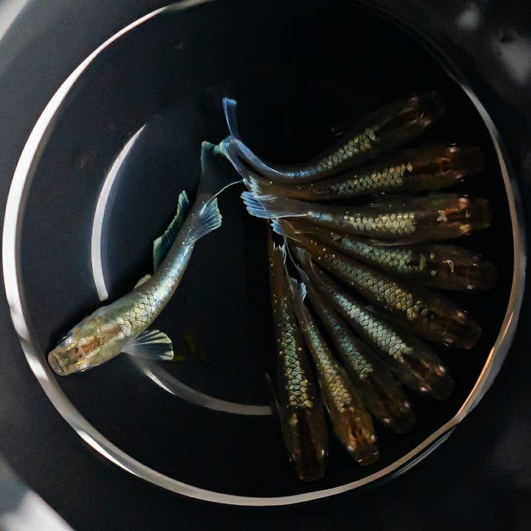 メダカ | レッドクリフ・ダークタイプメダカ稚魚10個セット+おまけ付き