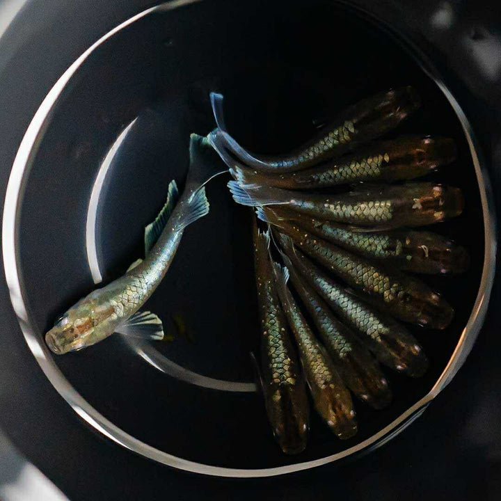 メダカ | レッドクリフ・ダークタイプメダカ稚魚10個セット+おまけ付き
