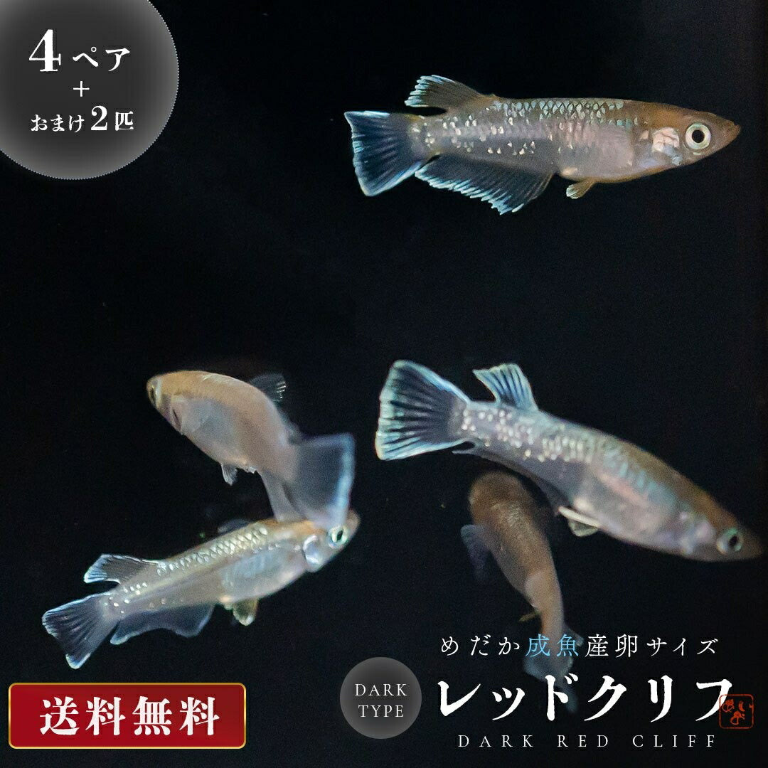 メダカ | レッドクリフメダカ成魚ペアセット - 産卵サイズ・安心保証付き