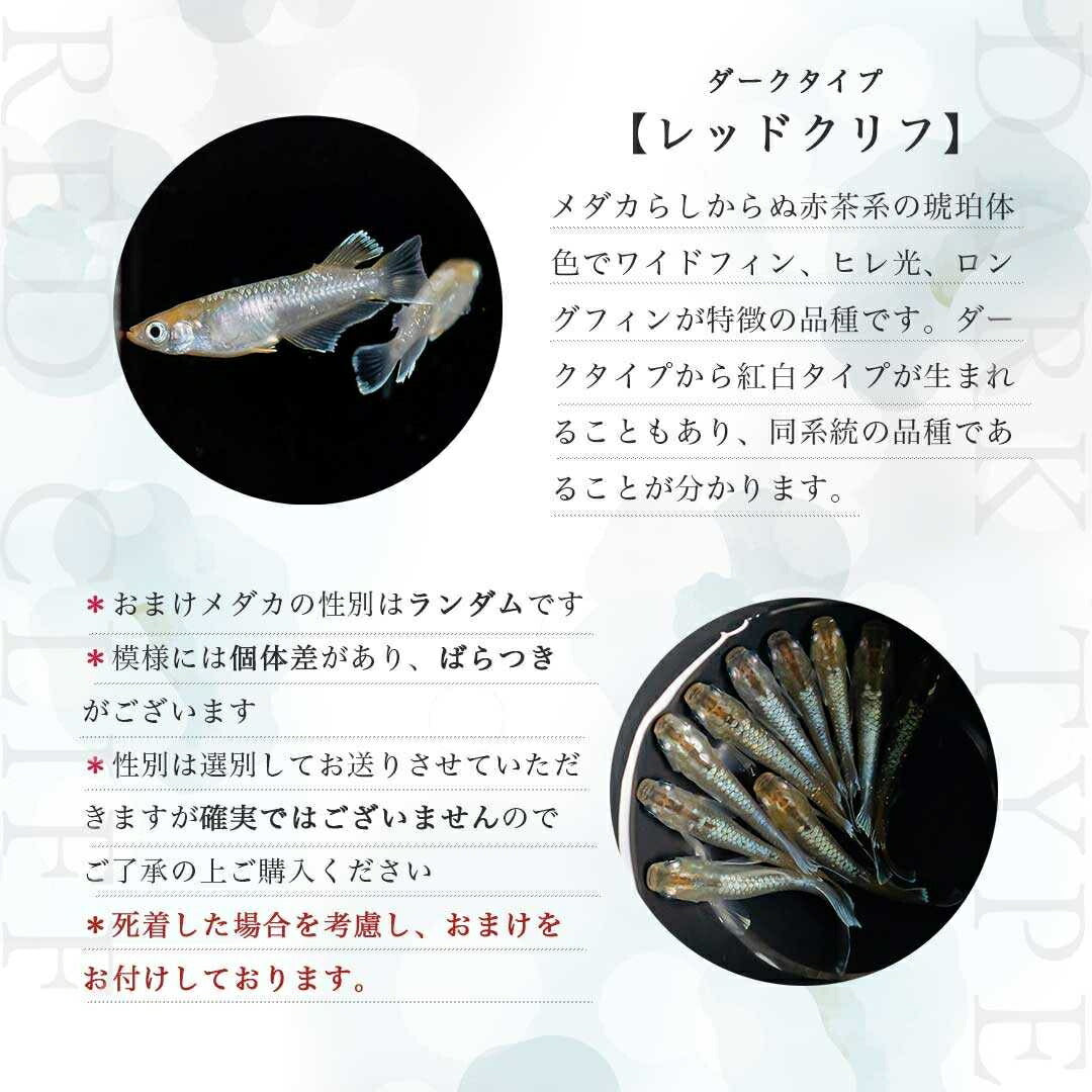 メダカ | レッドクリフメダカ成魚ペアセット - 産卵サイズ・安心保証付き