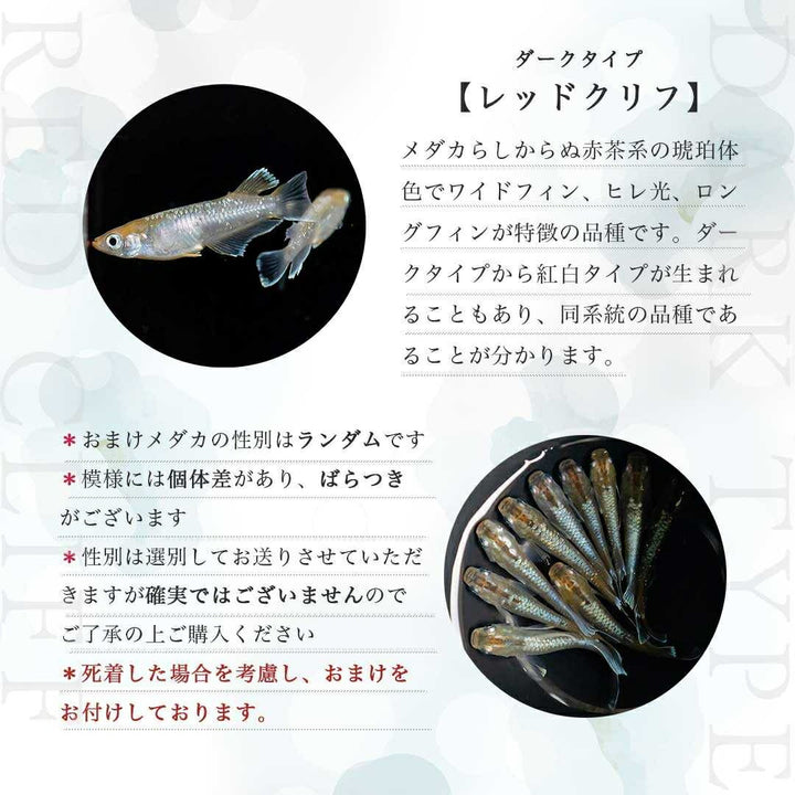 メダカ | レッドクリフメダカ成魚ペアセット - 産卵サイズ・安心保証付き