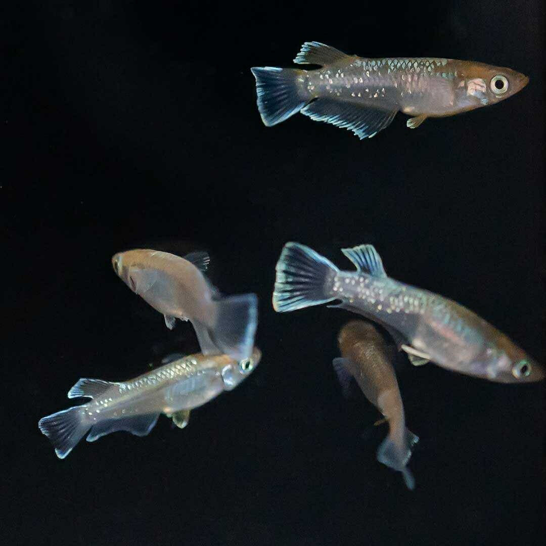 メダカ | レッドクリフメダカ成魚ペアセット - 産卵サイズ・安心保証付き