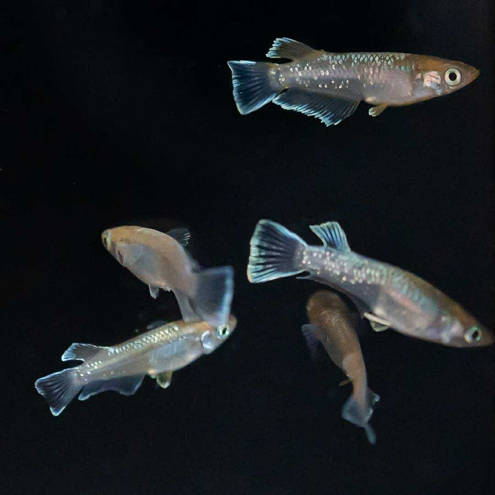 メダカ | レッドクリフメダカ成魚ペアセット - 産卵サイズ・安心保証付き