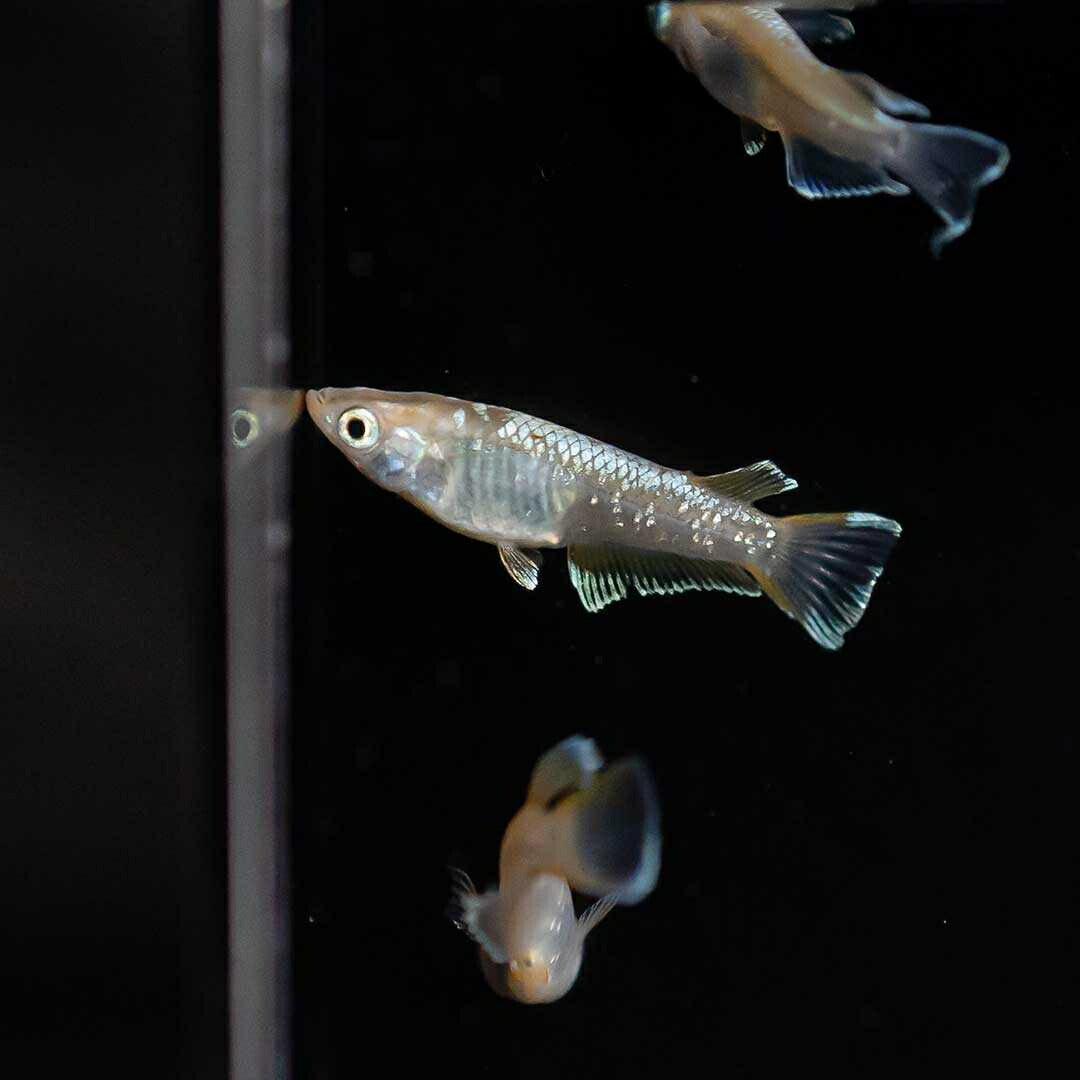 メダカ | レッドクリフメダカ成魚ペアセット - 産卵サイズ・安心保証付き
