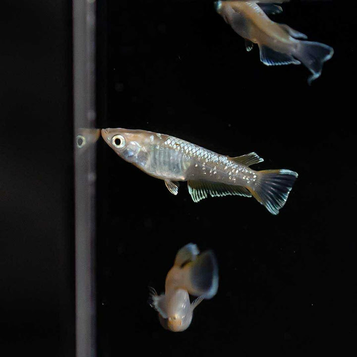 メダカ | レッドクリフメダカ成魚ペアセット - 産卵サイズ・安心保証付き