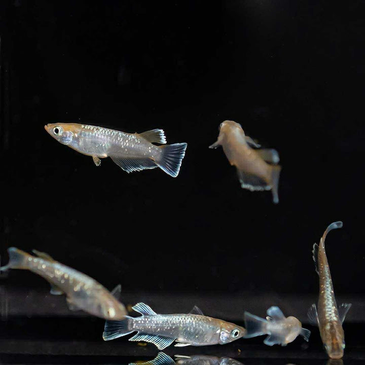 メダカ | レッドクリフメダカ成魚ペアセット - 産卵サイズ・安心保証付き