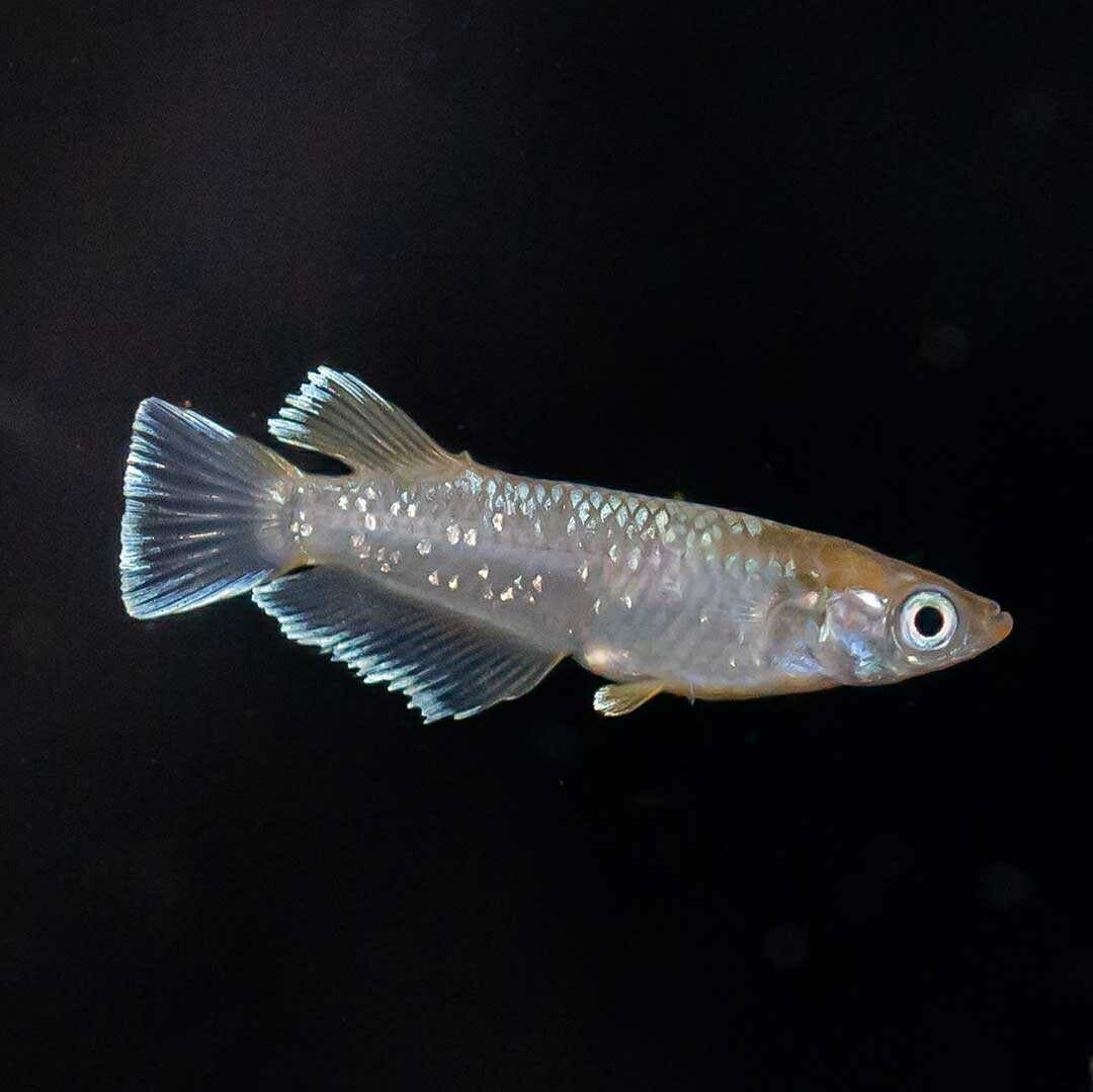 メダカ | レッドクリフメダカ成魚ペアセット - 産卵サイズ・安心保証付き