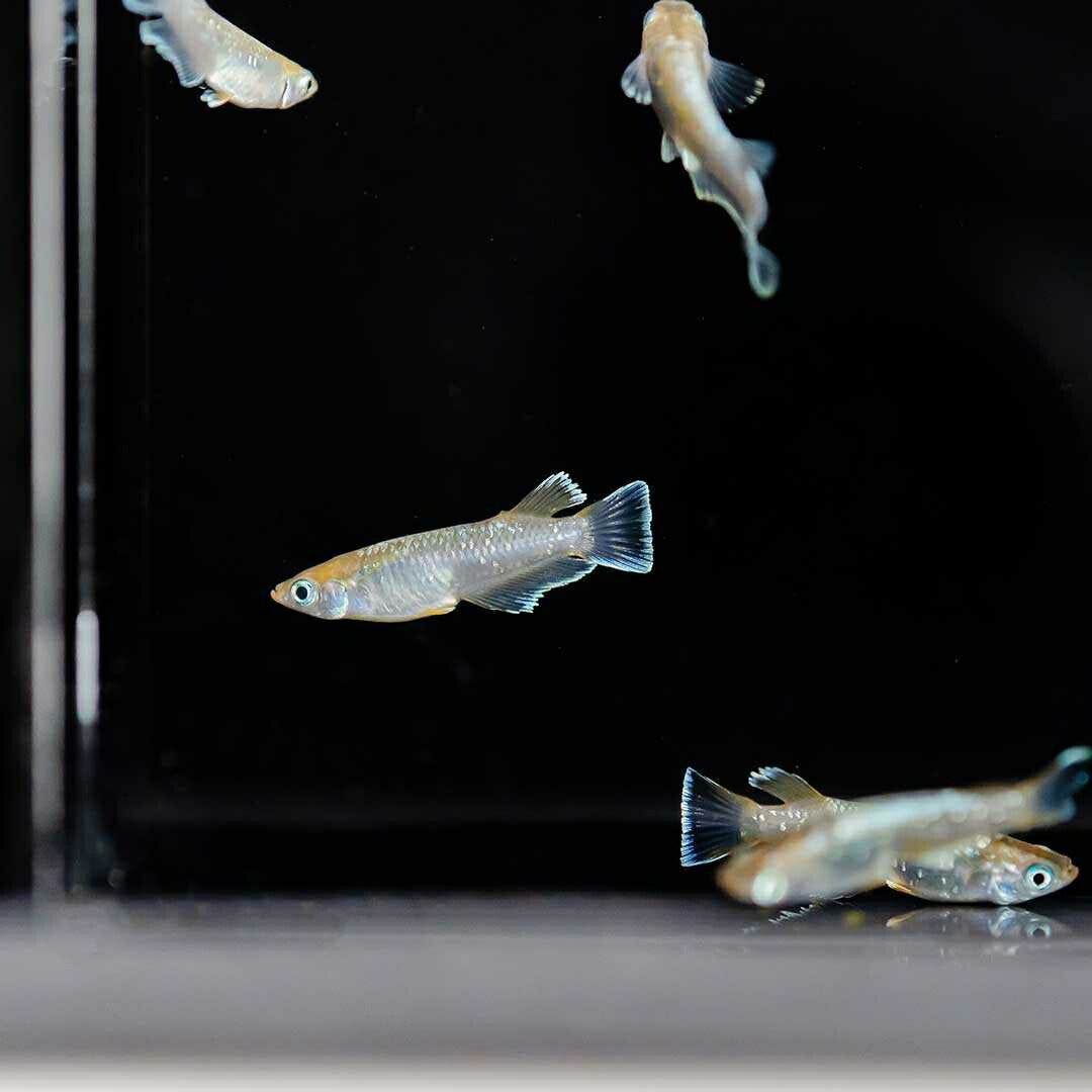メダカ | レッドクリフ・ダークタイプメダカ稚魚10個セット+おまけ付き
