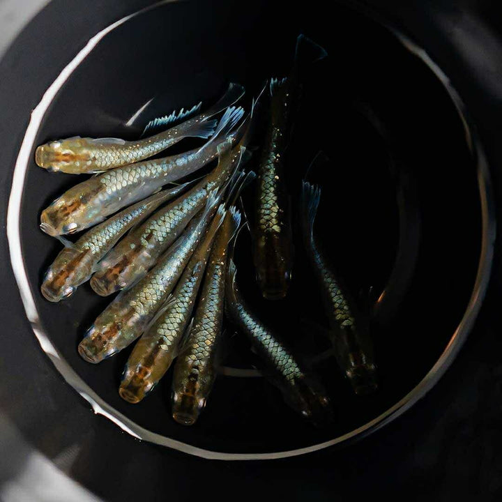 メダカ | レッドクリフメダカ成魚ペアセット - 産卵サイズ・安心保証付き